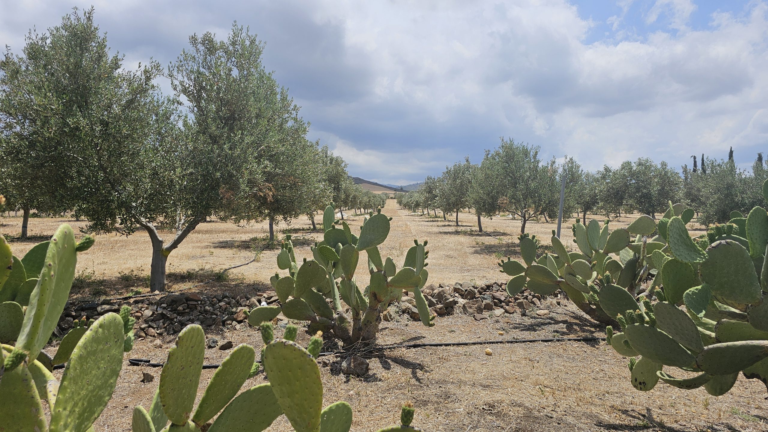 Biologische Extra Vierge Olijfolie