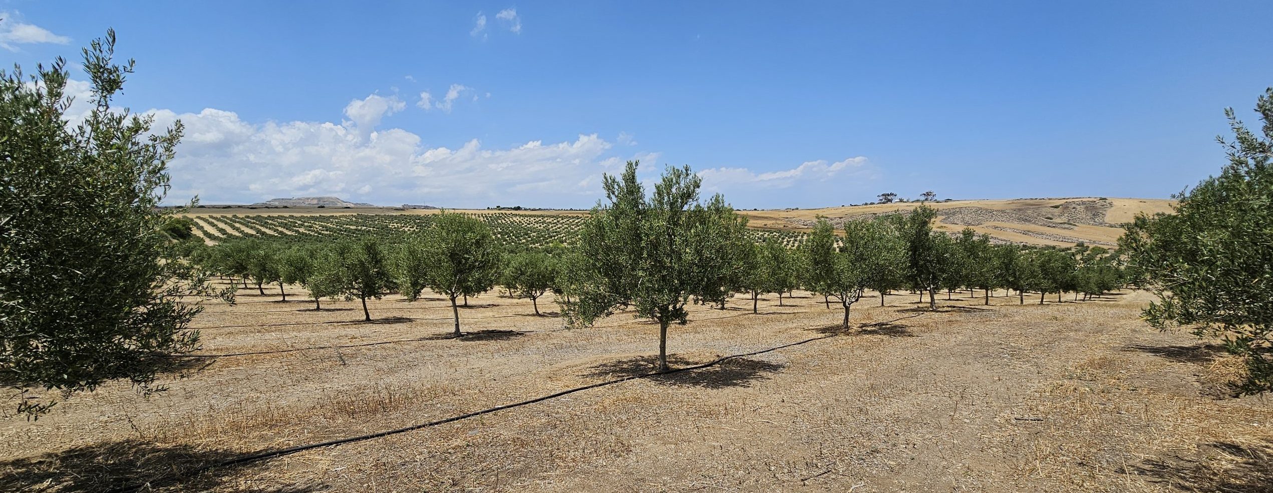 Atsas Organic Products